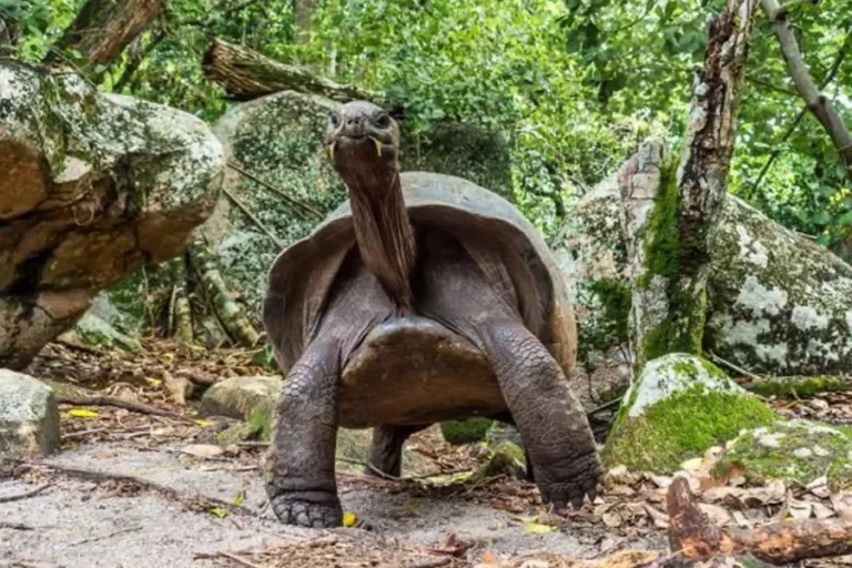 путешествие на катамаране на сейшельских островах 11